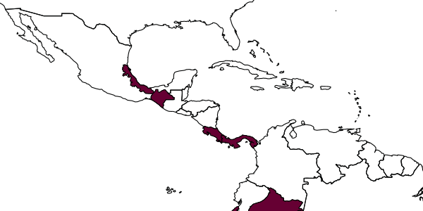 map of Baltazaria catemaco     Kasparyan & Ruíz-Cancino, 2005